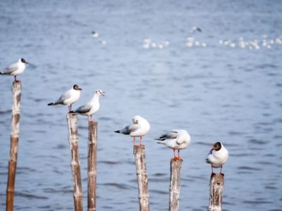 birds on different height bamboo