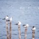 birds on different height bamboo