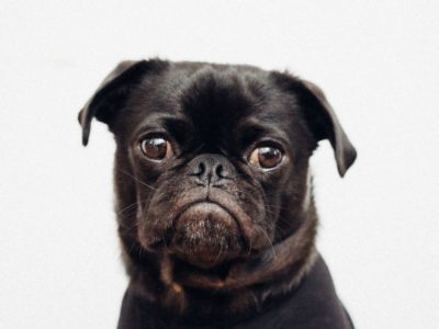 sad dog