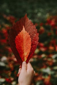 Close up of Autumn leaves