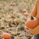 woman holding pumkin in field of pumkins