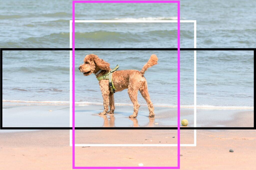 This landscape photo by Anastasiya Badun of a cockapoo on a beach can be cropped square (white line), header image (black line) and even portrait (pink line).