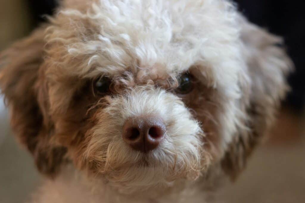 close-up image of a poodle-mix dog by Ashley Anthony from Unsplash
