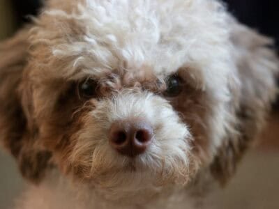 close-up image of a poodle-mix dog by Ashley Anthony from Unsplash