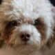 close-up image of a poodle-mix dog by Ashley Anthony from Unsplash