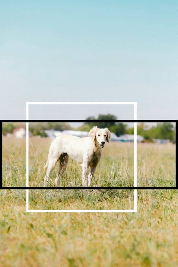 portrait image of a Saluki lurcher taken by Dana Sarsenbekova from Unsplash