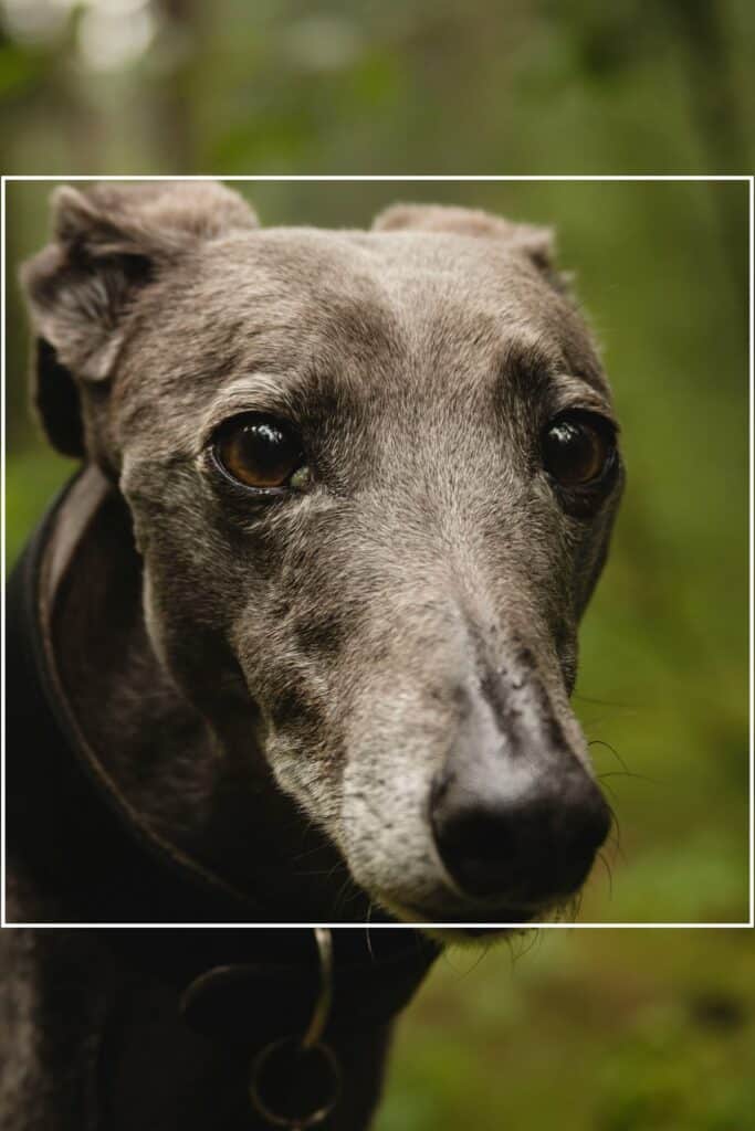 close up of a greyhound taken by Jannik Selz from Unsplash